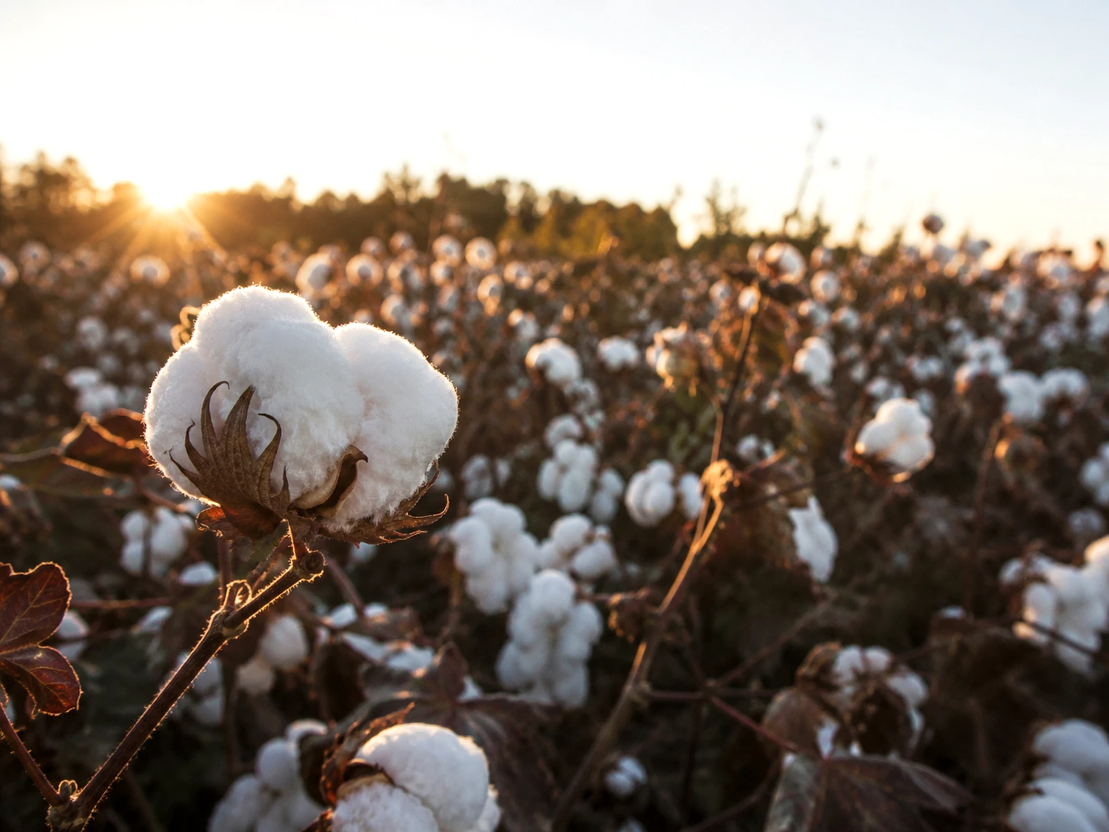 Cotton field raw material source control for CMC production